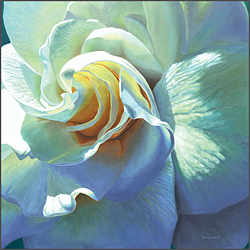 White Rose